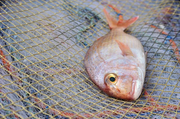 Red Porgy popular marine cultured fish on fishing nets