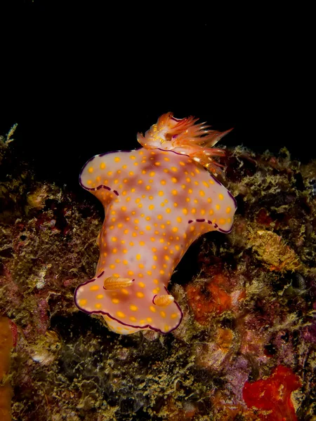 Ceratosoma trilobatum, Nudibranch, Sea Slug