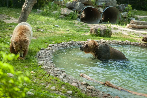 Grizzly bear shakes water after a swim in the lake at the zoo