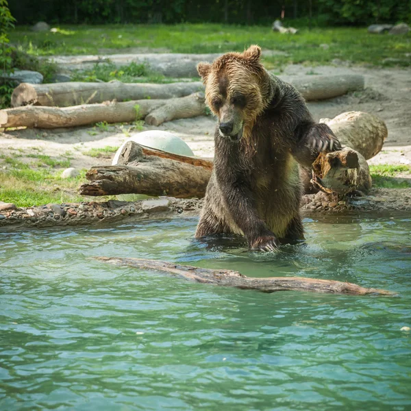 Grizzly bear shakes water after a swim in the lake at the zoo