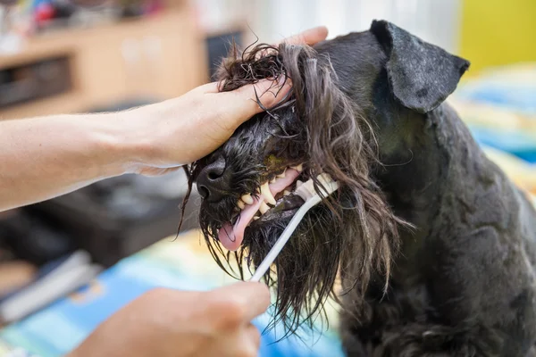 Miss cleans teeth dog observes hygiene and healthy lifestyle