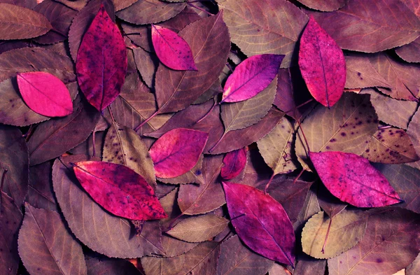 Composition of autumn dry violet leaves