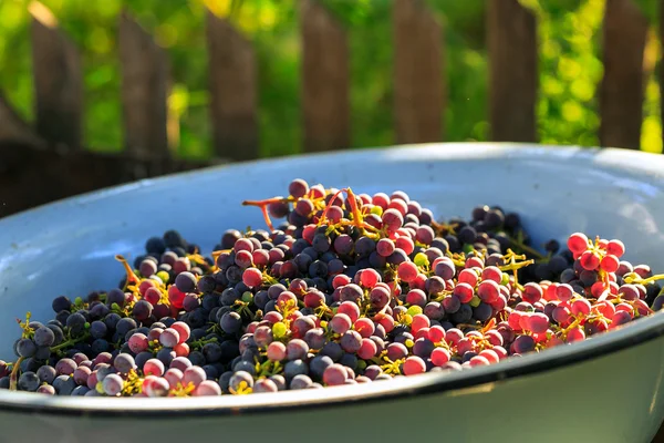 Harvested grape harvest. Many bunches of dark grapes in a bowl