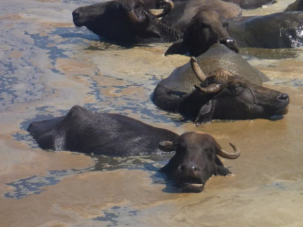 Buffaloes in the dirty water