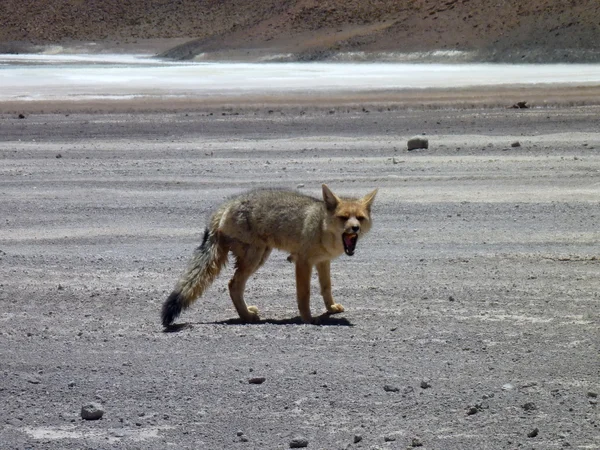 Desert fox at bilivian altiplano desert