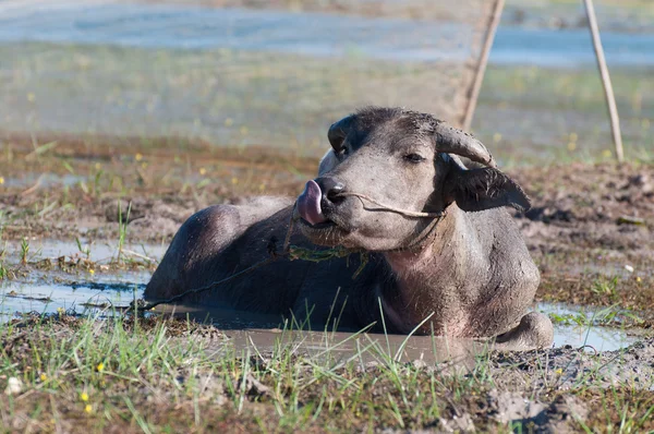 Buffalo is an animal used for draft power for farmers in rural Vietnam.