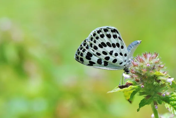 Taiwan has 400 kinds of butterflies, distributed in the mountains and plains around the country, personally like shooting butterfly