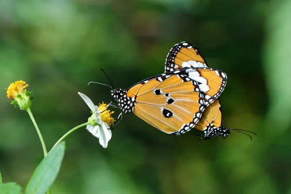 Taiwan has 400 kinds of butterflies, distributed in the mountains and plains around the country, personally like shooting butterfly