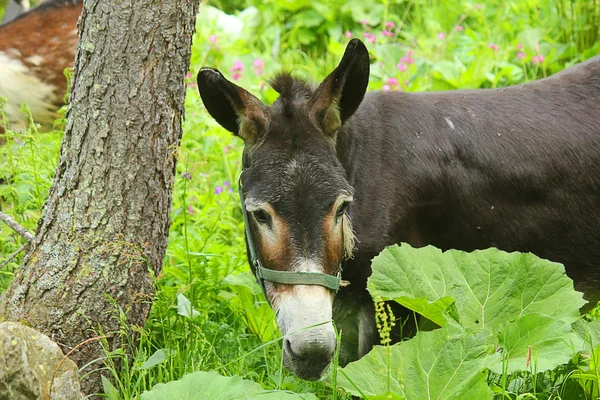 Donkey through the vegetation