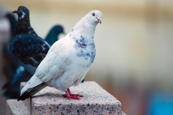 Portrait of white pigeon