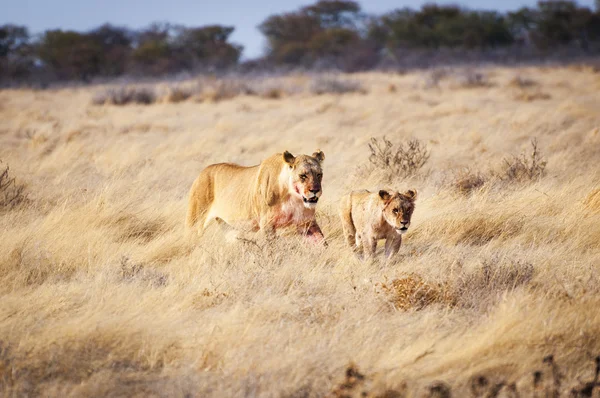 Lioness and a cub in the Etosha National Park, Namibia