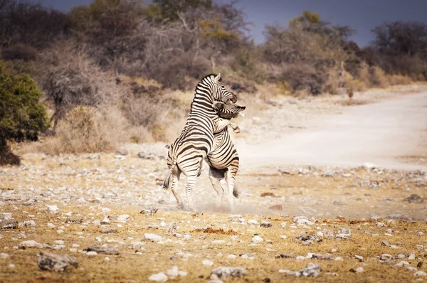 Two zebras fighting in the Etosha National Park, in Namibia