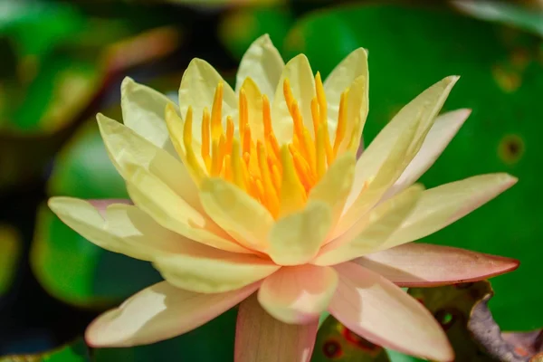 Yellow lotus in pond