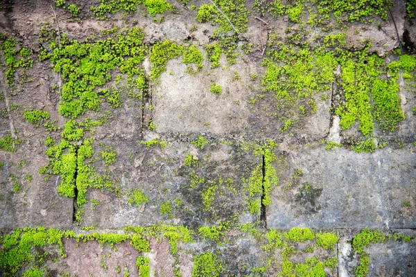Moss on the wall