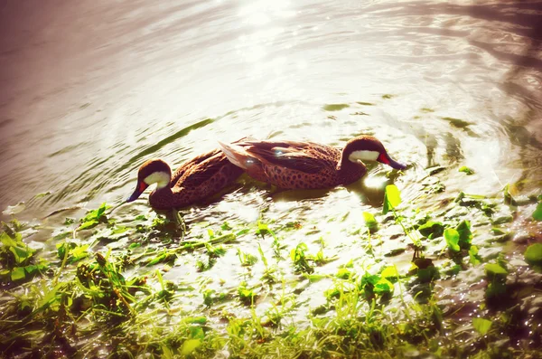 Beautiful water ducks enjoying the sunset on the tropical lake,