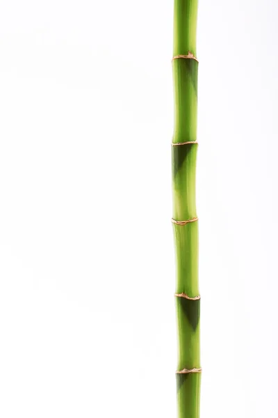 Green bamboo plant isolated on a white background