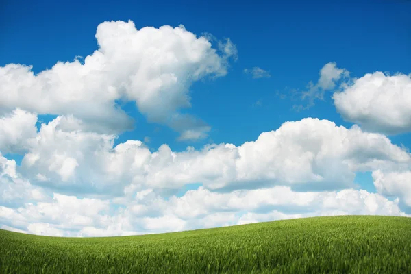 Beautiful landscape. Fresh green grass and fluffy clouds