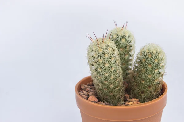 The small Cactus on the white background