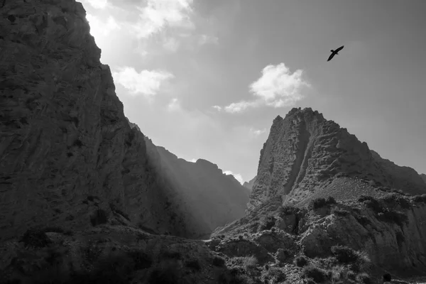 Bird flies over mountain landscape to escape the sunrise