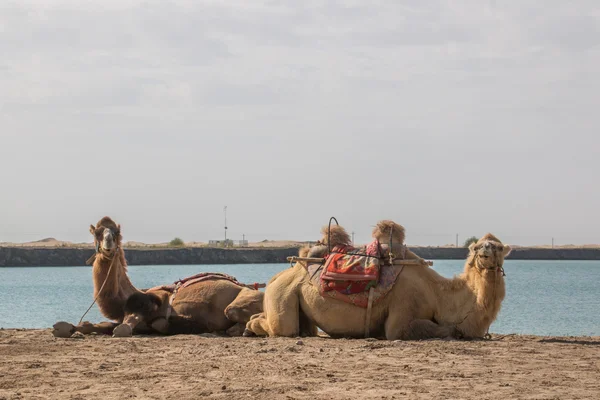 Two camels in front of a lake looking into the camera