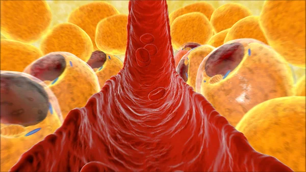 Fat cell. inside numan organism