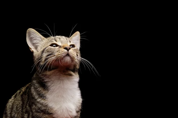 Close-up photo of a kitten looking up, isolated on black background.