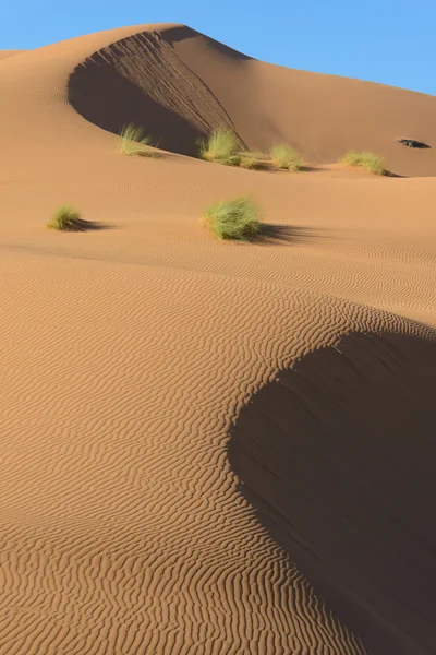 Sand dunes in the sahara desert