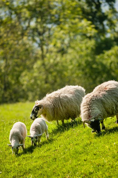 Two ewes and lambs grazing