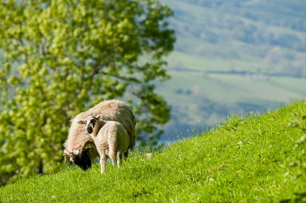 Ewe and lamb grazing