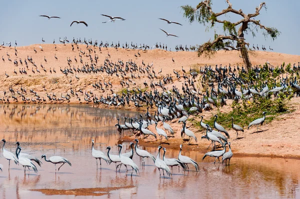 A large flock of Demoiselle cranes