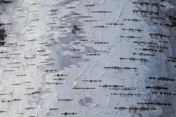 White birch bark background
