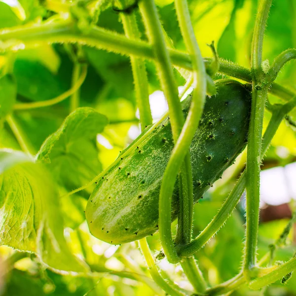 Cucumber growing in garden square