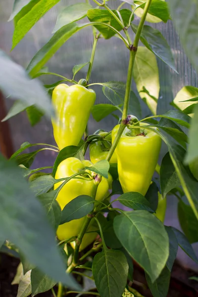 Bell pepper growing in garden