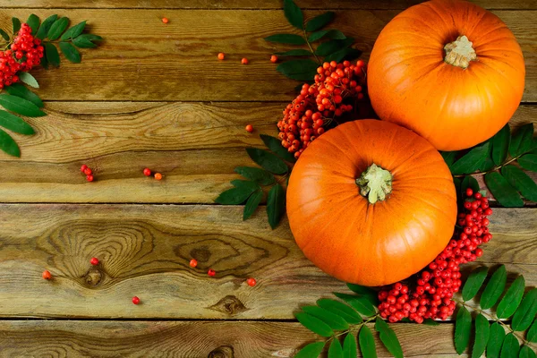 Thanksgiving background with pumpkins and rowan berries