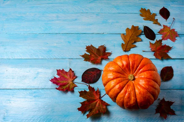 Thanksgiving concept with ripe pumpkin on blue wooden background