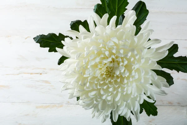 White chrysanthemum on white wooden background