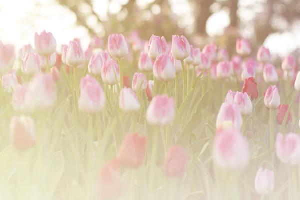 Pink tulips blooming in spring garden with sun flare background, morning sunlight