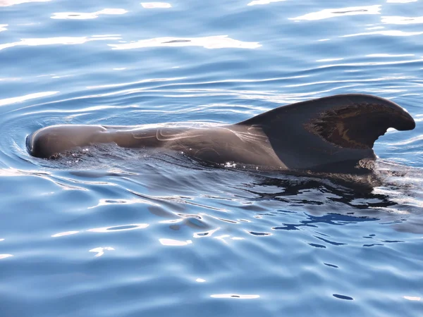 Pilot Whales in his element