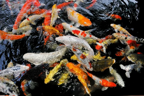 Colored fish, aquarium in nature, underwater world