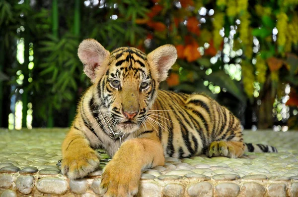 Tiger close-up