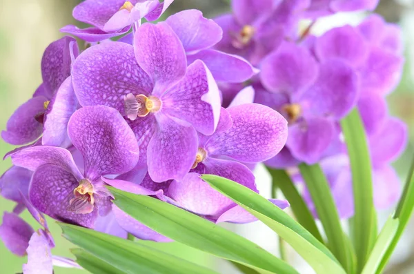 Streaked orchid flowers. Beautiful orchid flowers. Purple orchid.