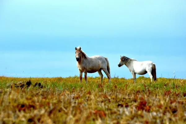 Two white horses on meadow