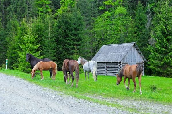 Herd of horses in forest