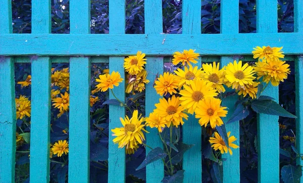 Orange flowers on blue fence
