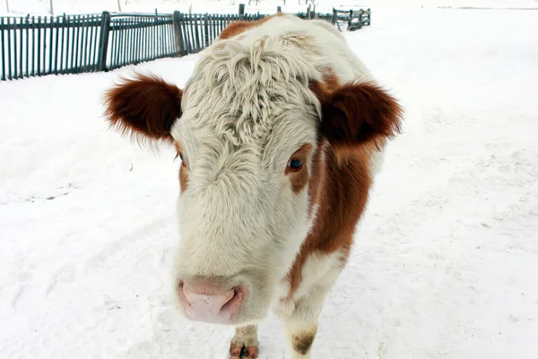 Curious village cow