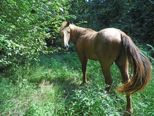 Brown horse in forest