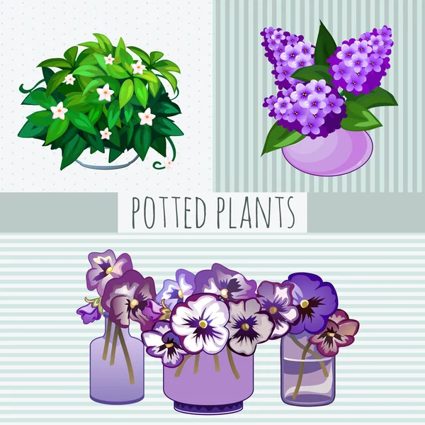 Purple flowers in pots, potted plants