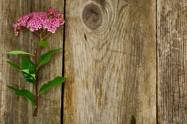 Pink Spirea Flower on a Wooden Rustic Background