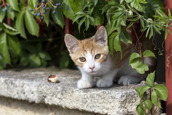 The kitten closeup