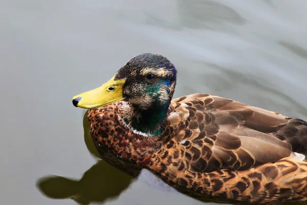 Duck in a pond.